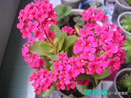 过期酸奶浇花的正确方法（酸奶养花的原理是什么呢）