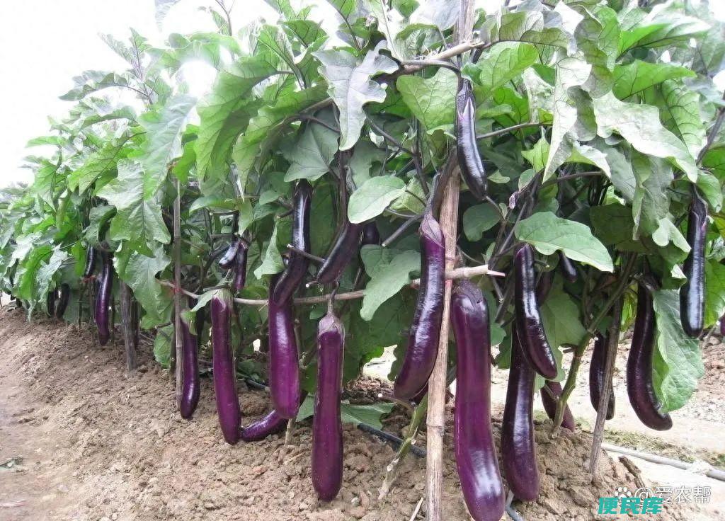 茄子如何整枝打叉（茄子常用的整枝方法及注意事项）
