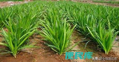 韭菜种植时间及方法（韭菜如何种植才能够提高产量）