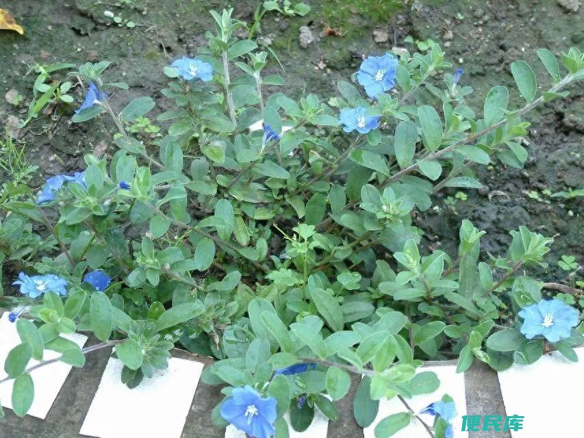 蓝星花的养殖方法和注意事项（蓝星花怎么养才能开花）
