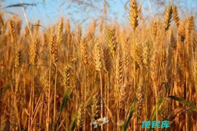 麦子什么时候收割（怎么判断小麦是否成熟可收割呢）
