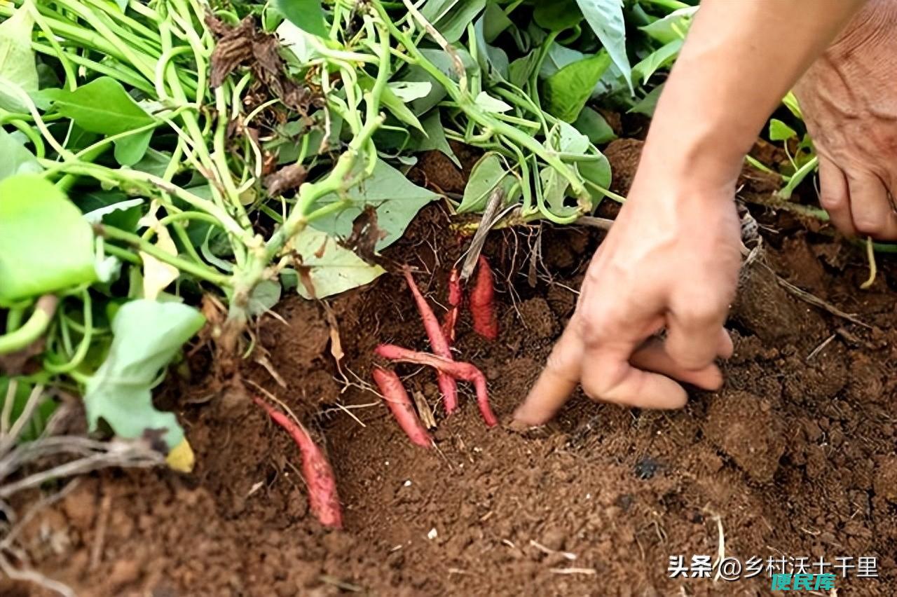 地瓜几月份种最好（种植红薯的具体方法和注意事项）