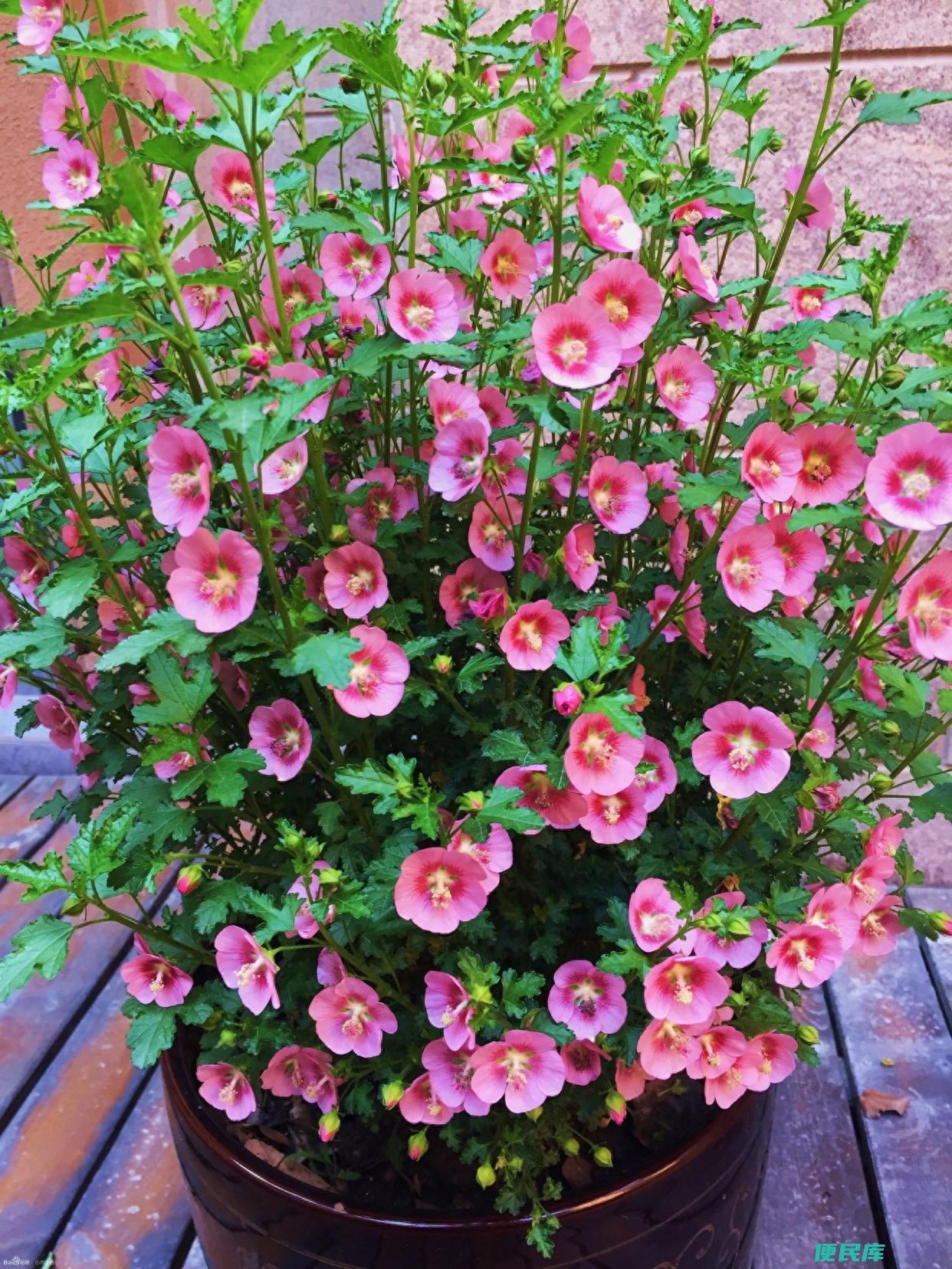 木槿花怎么养才能生长旺盛（木槿花的正确养护方法）