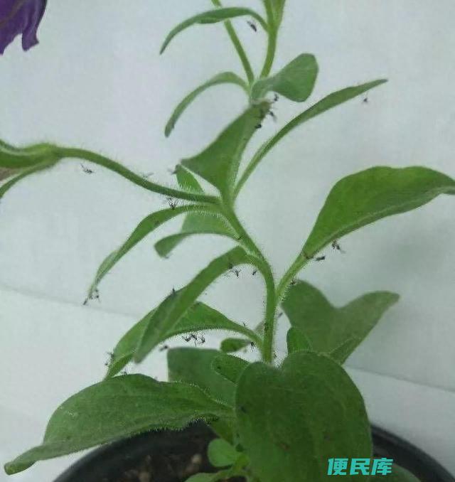 花上有小飞虫怎么消灭（杀灭家里小飞虫的方法有哪些）