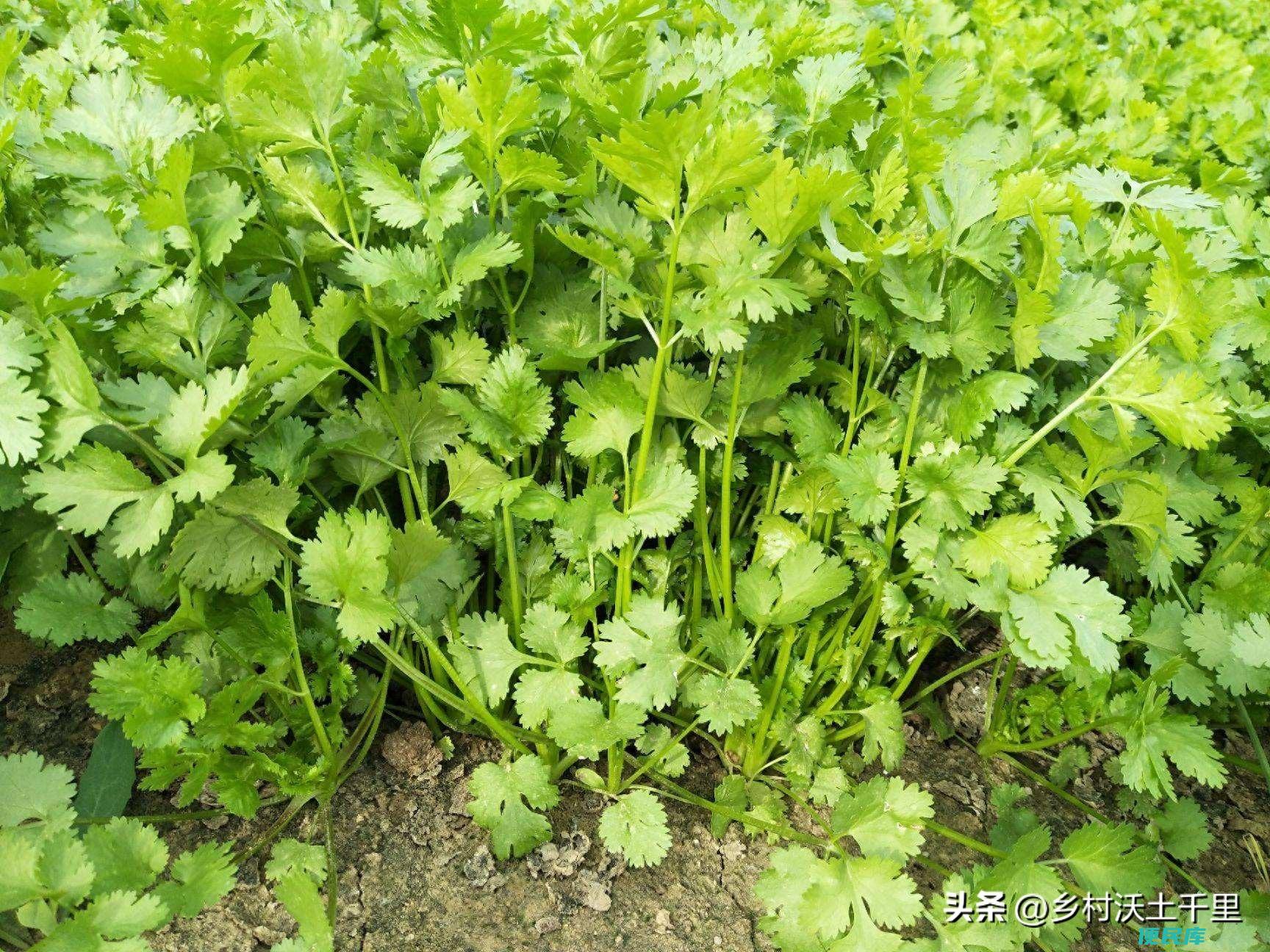 种香菜怎么种出苗快（香菜的种植方法以及注意事项）