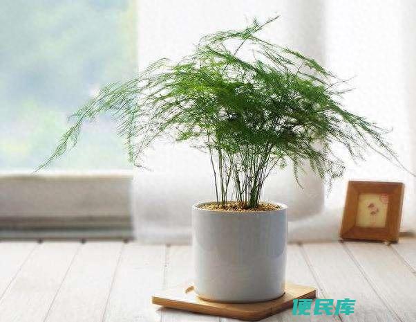 朋友送花送什么花好（适合表达友情的植物都有哪些）