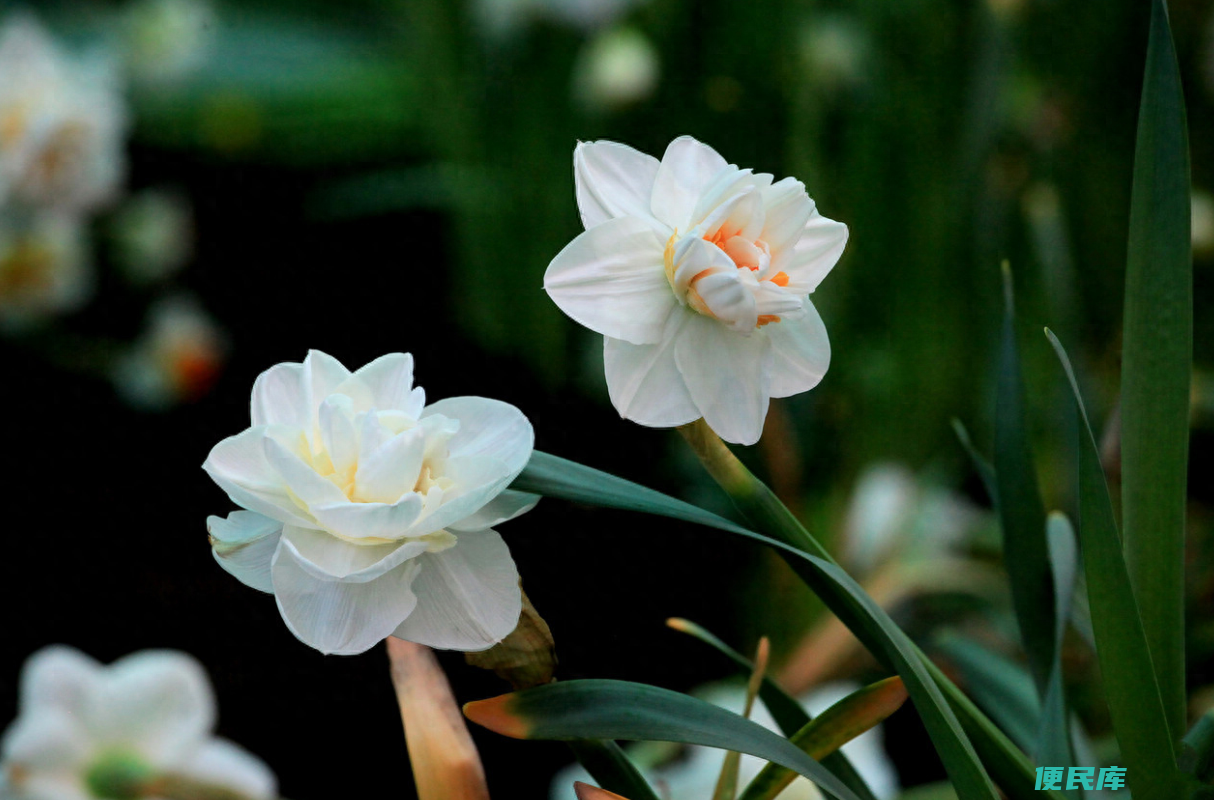 水仙花什么季节开花（养殖过程中如何让水仙开的更好）