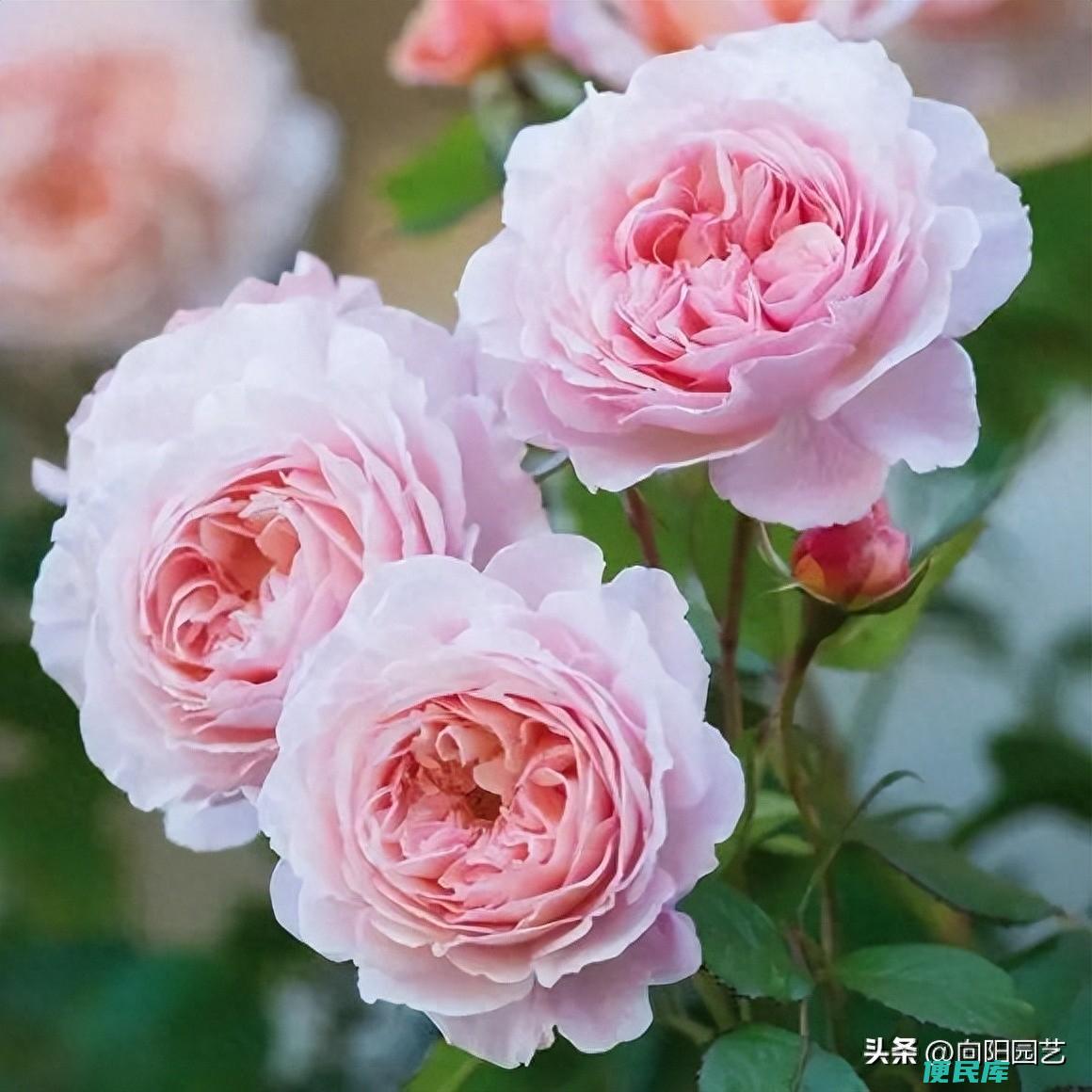 月季花怕太阳暴晒吗（怎样才能让月季开花越来越多）