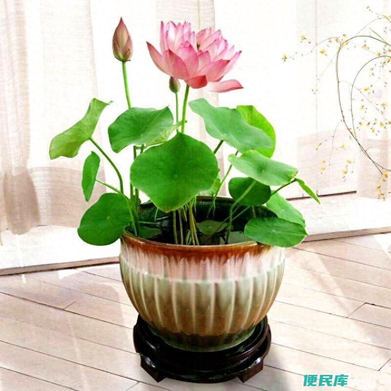 碗莲怎么养才能快速开花（碗莲的养护方法及注意事项）