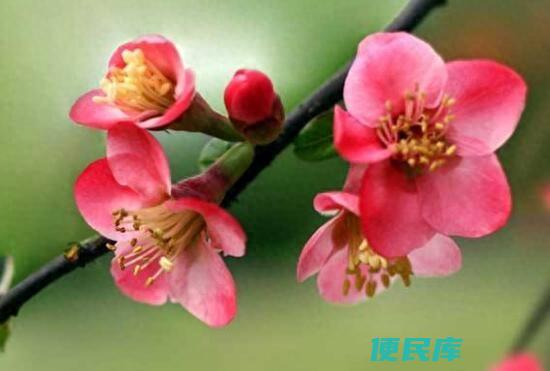 盆栽海棠花花期多久（海棠花开花之后应该如何养护）