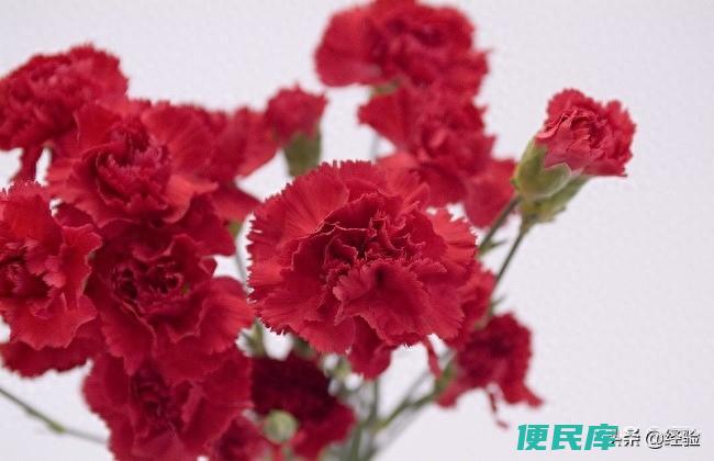 康乃馨可以水培吗（水培康乃馨如何才能让它快速生根）