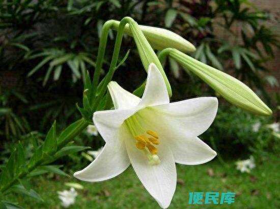 百合叶子发黄怎样急救（百合黄叶的原因及处理方法）