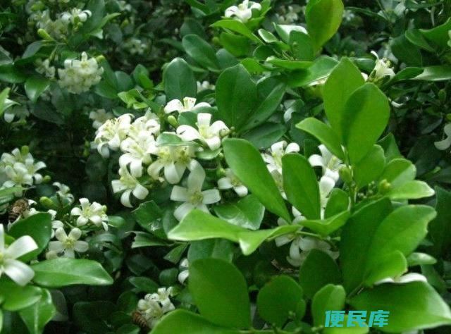 九里香耐寒最低温度（冬季养护九里香的四点注意事项）
