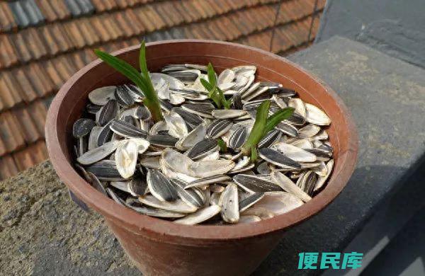 瓜子壳可以当肥料放花盆里吗（如何将瓜子皮发酵成花肥）