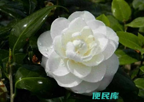 山茶花的花期是几月（养殖山茶花的过程中需要注意什么）