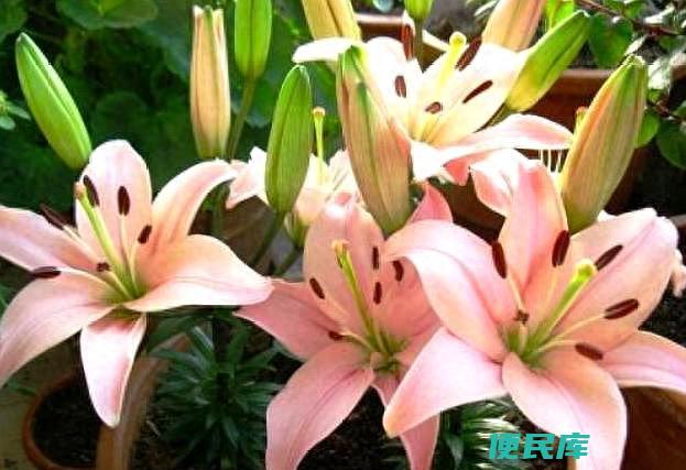 百合花好养吗（家庭盆栽百合花怎么养护才能年年开花）