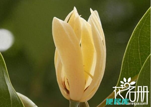 白兰花花语和象征意义（香气悠然的白兰花象征着什么）