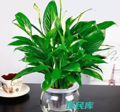 一帆风顺可以水养吗（水培一帆风顺的两点注意事项）