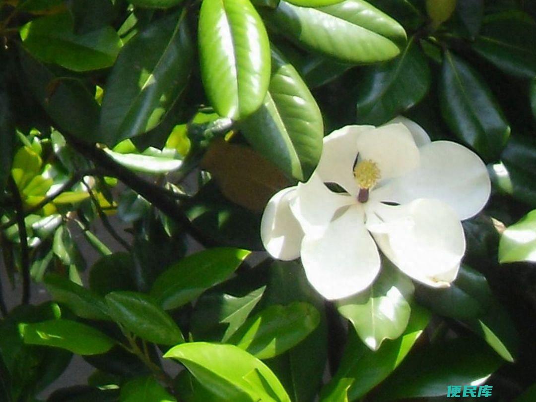 白兰花怎么养才能开花多（盆栽白玉兰的日常养护要点）