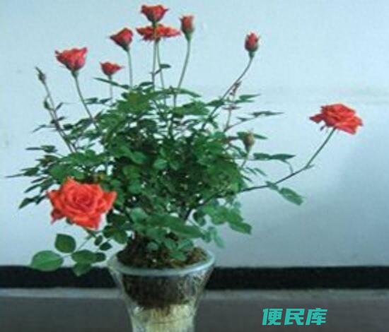 月季可以水培吗（水培月季花怎样才能让它快速生根）