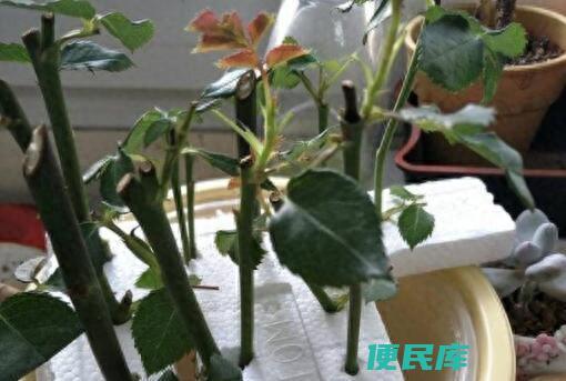 蔷薇花插枝能活吗（蔷薇花怎么扦插才能提高成活率）