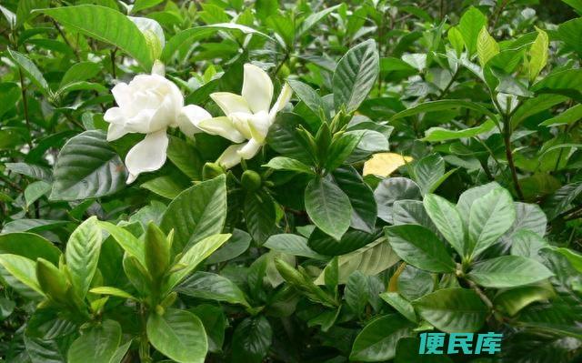 小叶栀子花一年开几次（为什么小叶栀子花不爱开花）