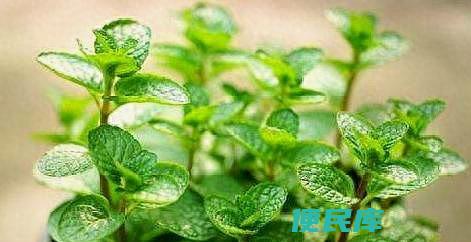 薄荷插枝能活吗（分享薄荷的扦插方法及后期养护技巧）