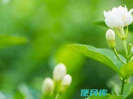 茉莉花喜欢水多还是水少（茉莉花多长时间浇一次水）