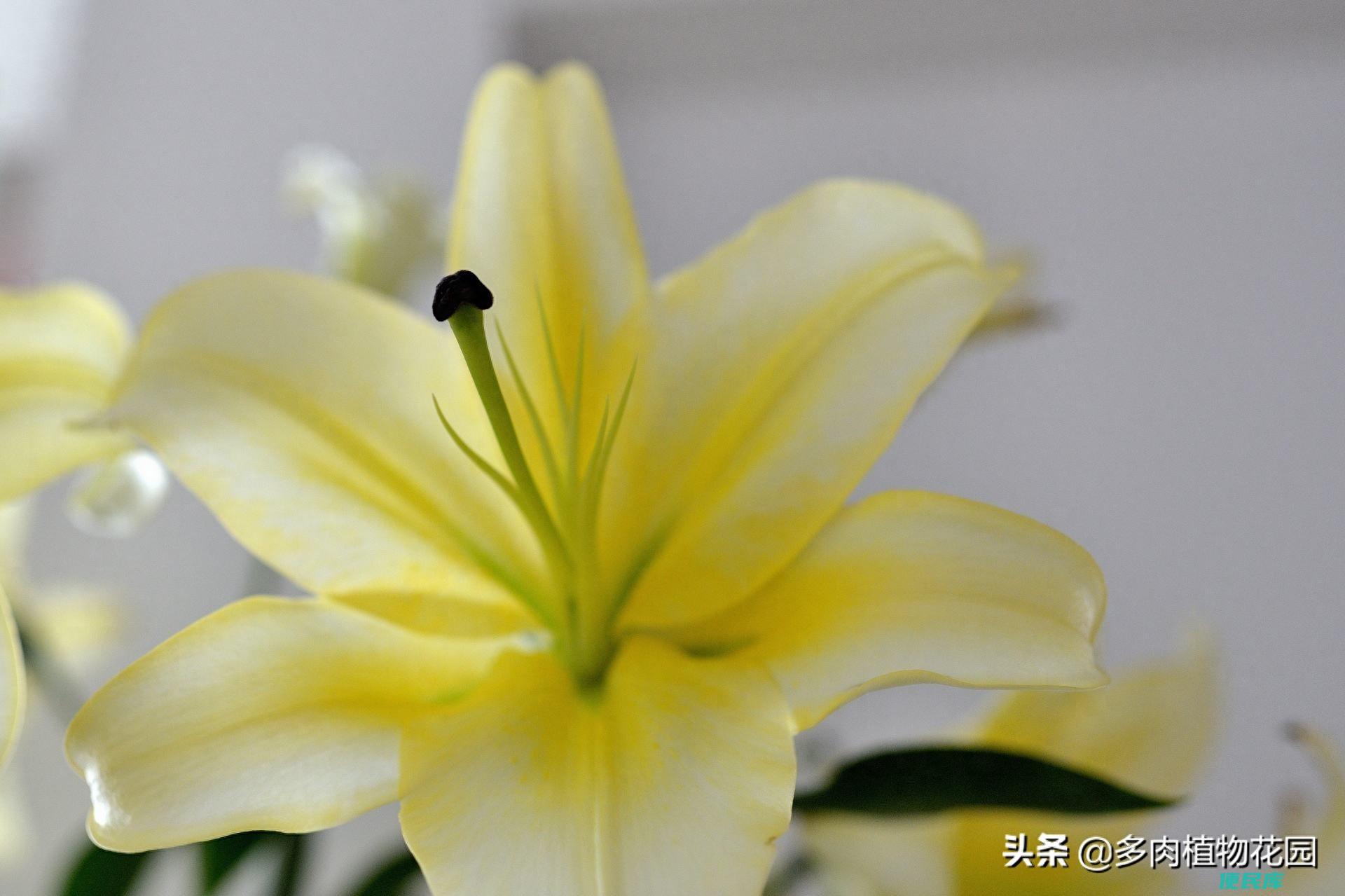 香水百合怎么养才能开花（分享香水百合的养殖小技巧）