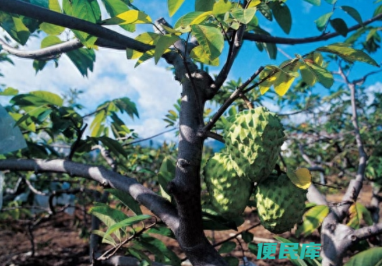 释迦果种植条件和区域（种植释迦果的六个核心技术）