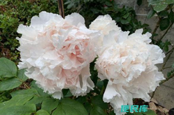 牡丹好养活吗（家庭盆栽牡丹怎么养才能开出大花朵）