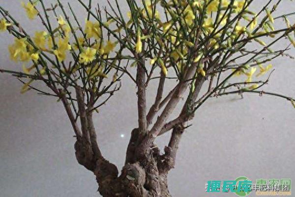 迎春花什么时候开花（如何养护才能延长迎春花的花期）