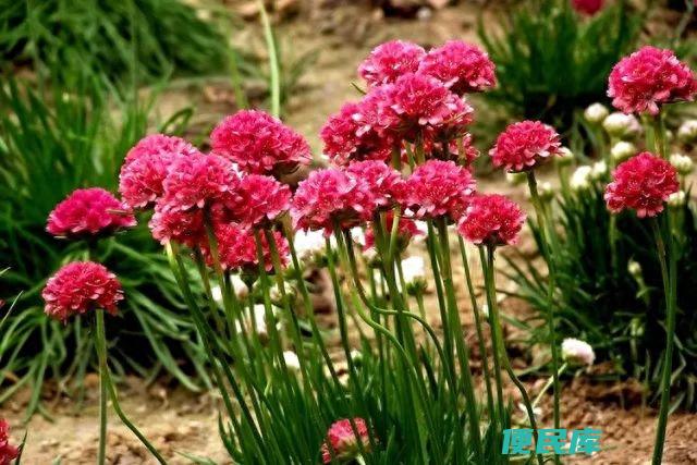 宿根花卉植物有哪些（开花很漂亮的10种宿根花卉）
