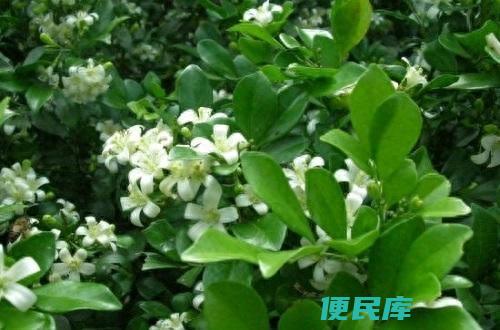 七里香什么时候开花（盆栽七里香怎么养护才能开花）