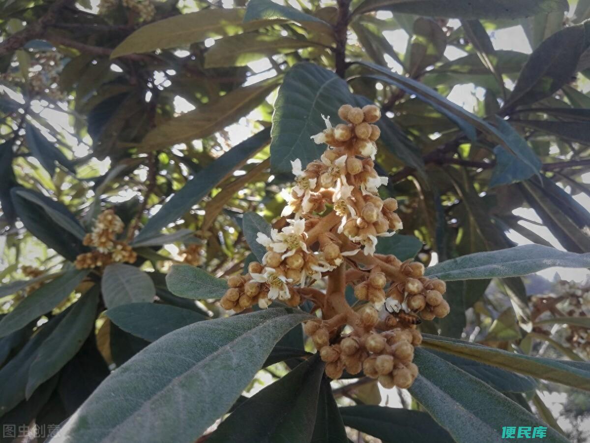 枇杷什么时候开花（枇杷树的开花时间及花期养护方法）