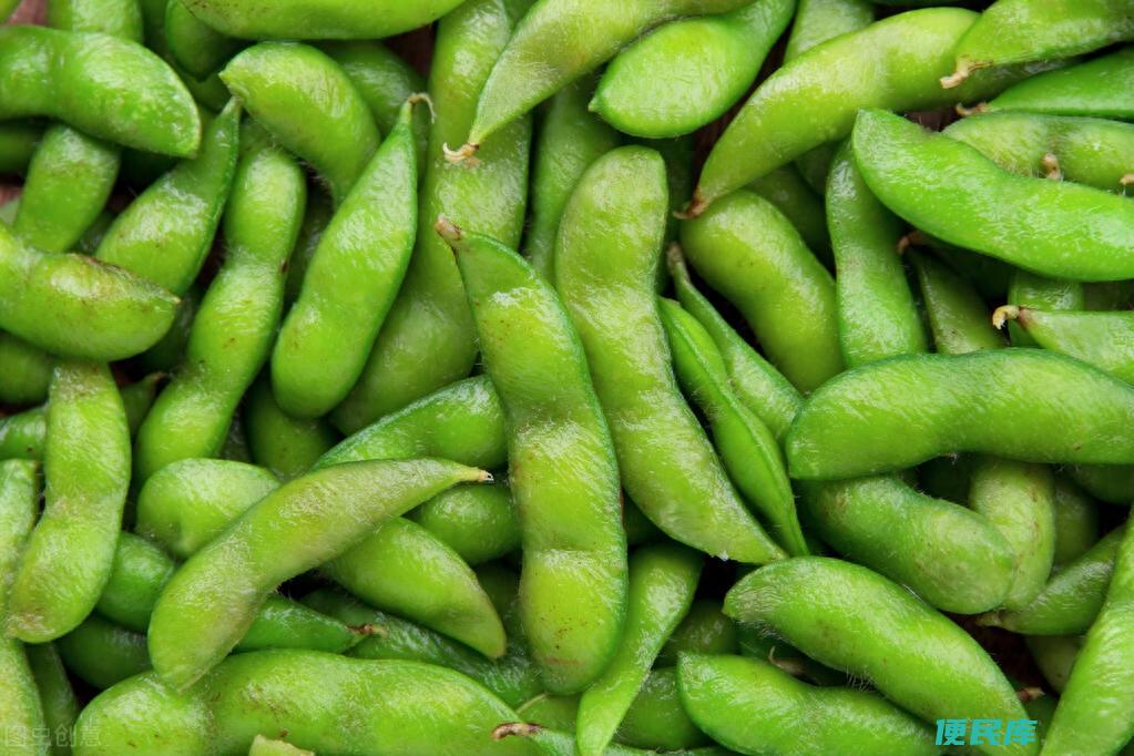 毛豆几月份上市（聊一聊毛豆的成熟时间及种植方法）