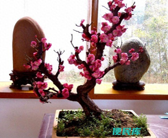 梅花什么时候修剪整形最好（梅花的修剪时间及方法）