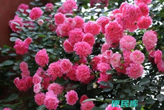 白蔷薇的花语是什么（不同颜色的蔷薇花代表的不同含义）