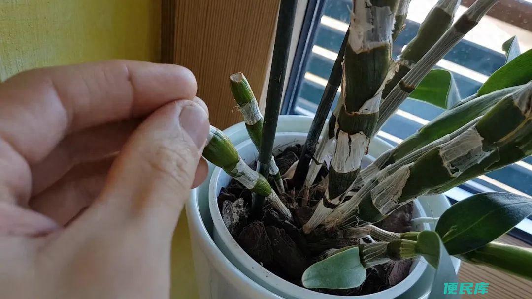 石斛兰怎么养才能开花（盆栽石斛兰的养殖方法及注意事项）