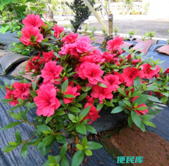 杜鹃花夏天怎么养（夏季养护杜鹃花的方法及注意事项）