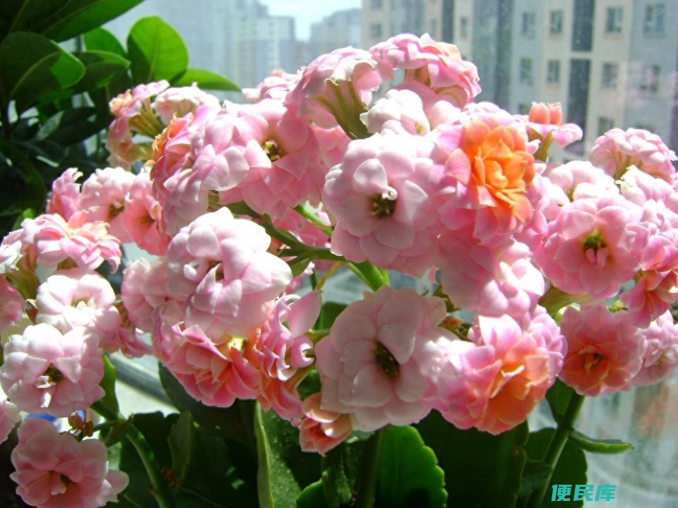 十一月开什么花（盘点花期在11月盛开的六种花卉）