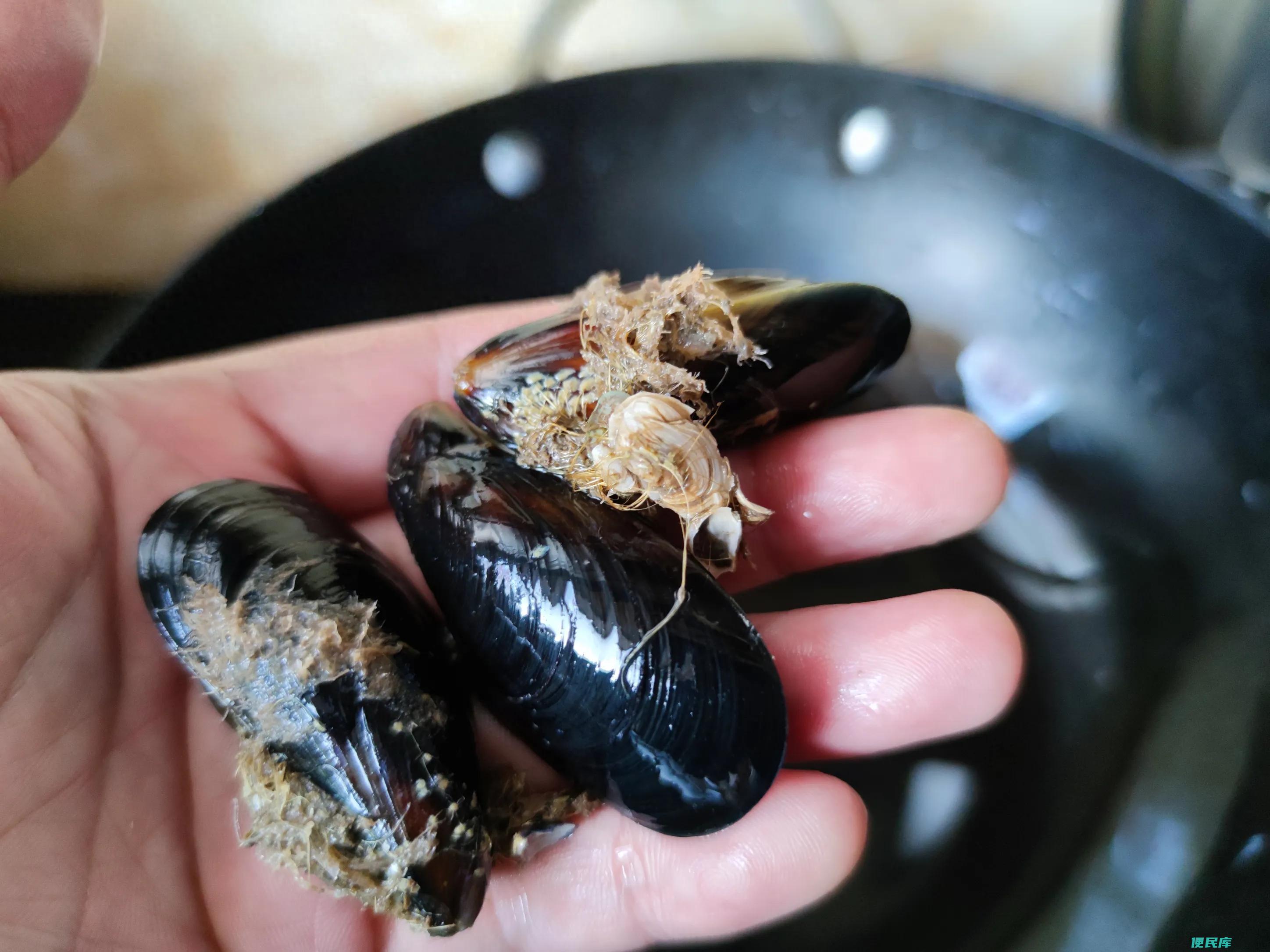 海虹的价格情况（购买和食用海虹的注意事项有哪些）