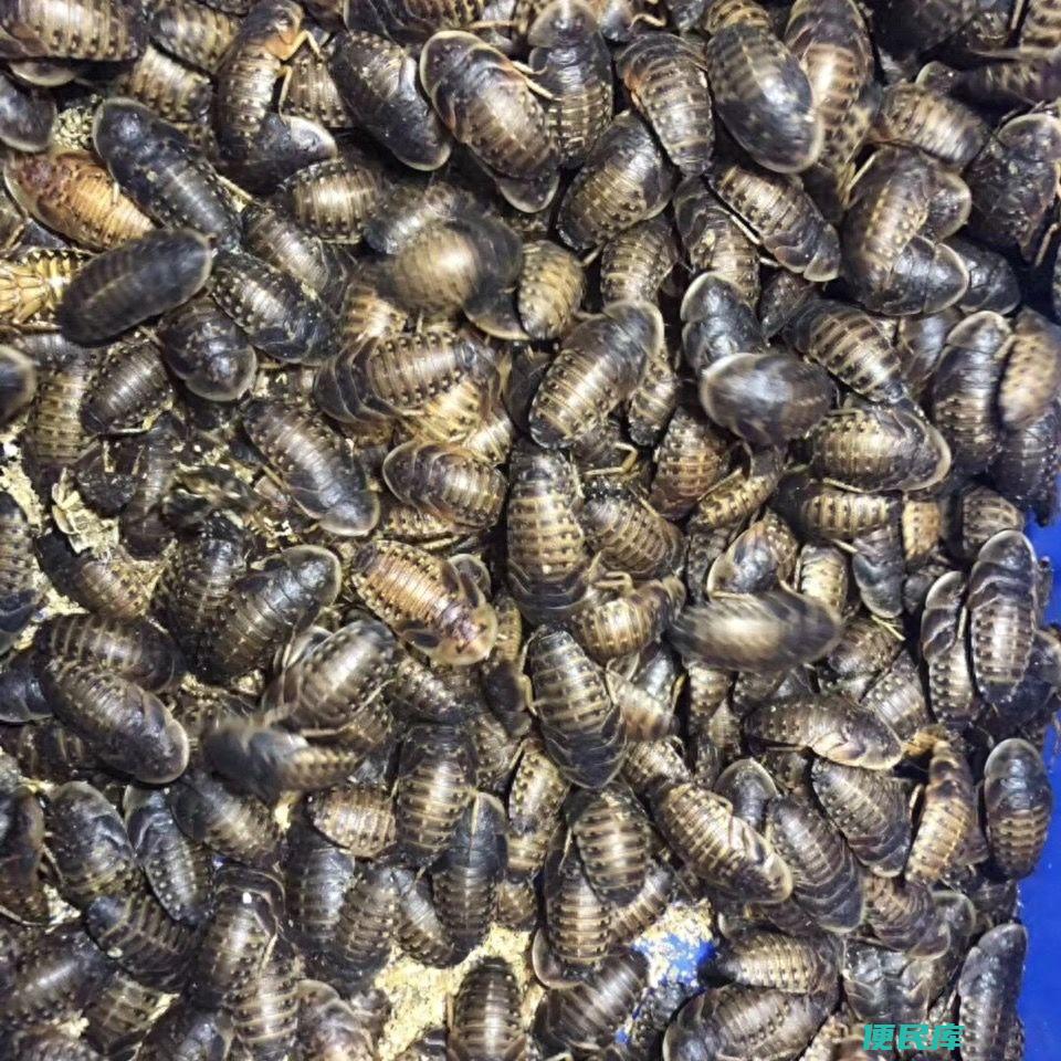 宠物角蛙饲养方法探秘（角蛙的日常管理和饲养方法）