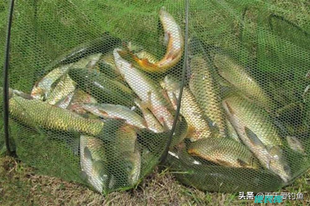 钓鱼技巧和方法有哪些（各种鱼类的特性和经典钓法）