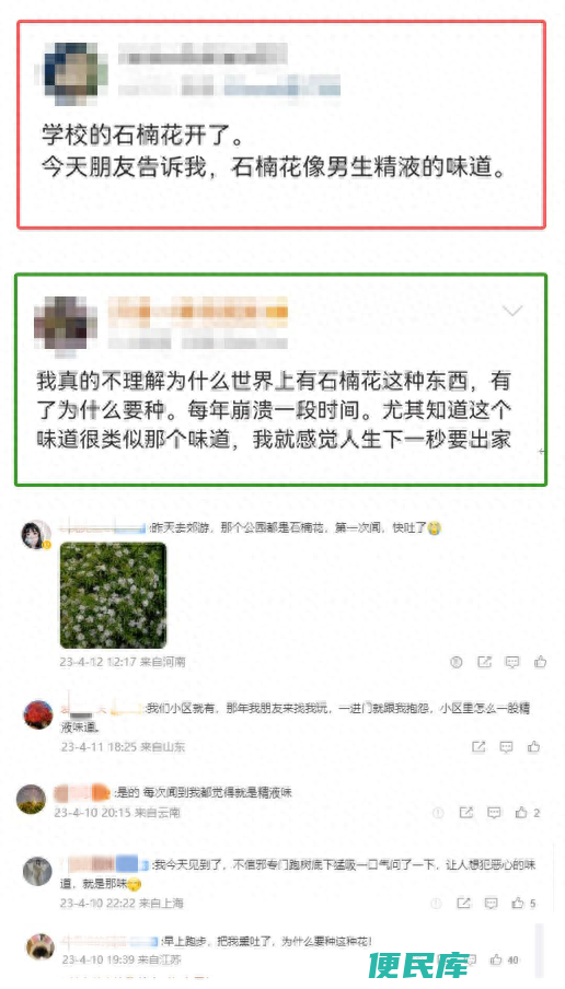 石楠花的味道是啥味道（石楠花的味道<font color='#ff7200'>究竟</font>从何而来）