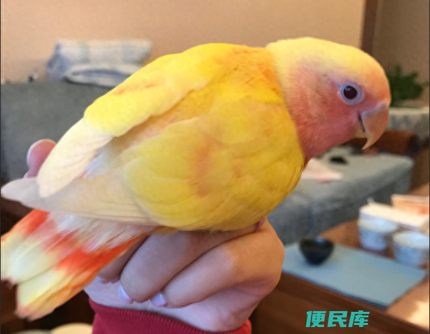 捡到一只小鸟怎么喂养（雏鸟喂食过程中会遇到哪些问题）