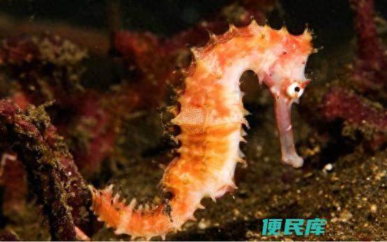 海马是鱼吗有何特点（为什么是雄性海马怀孕生孩子）