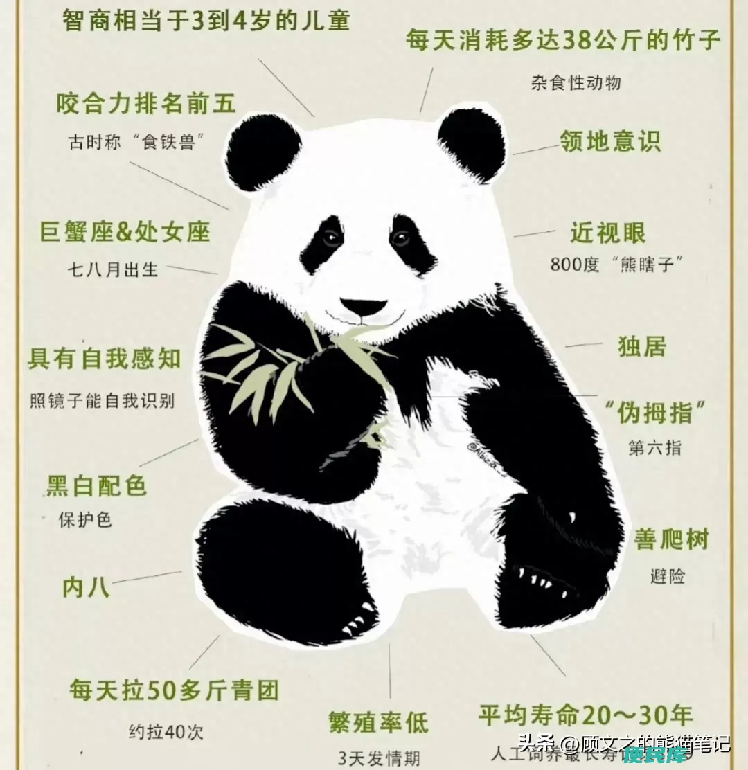 熊猫的外形有哪些特点（盘点那些你不知道的熊猫冷知识）