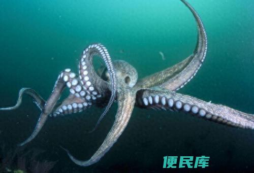 章鱼和鱿鱼的区别在哪里（章鱼和鱿鱼哪个更好吃呢）