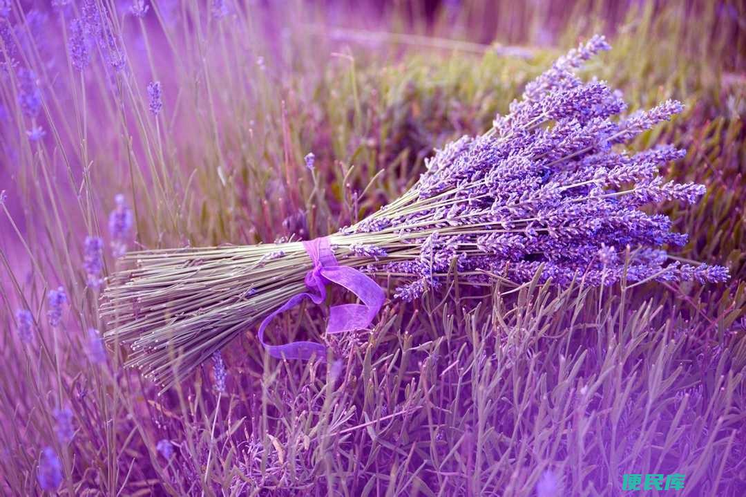 薰衣草花语和寓意是什么（不同颜色薰衣草的代表含义）